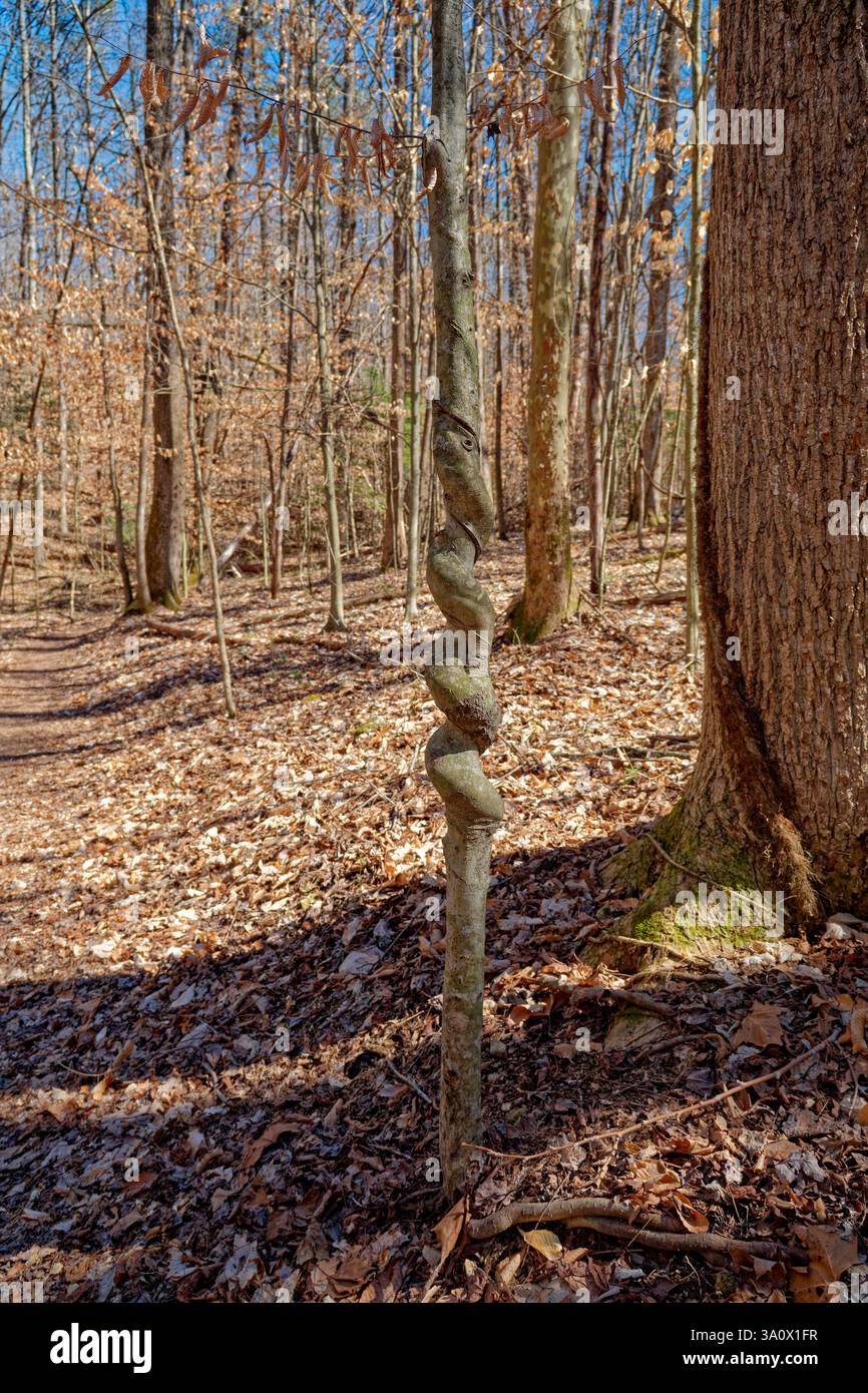 Piccolo albero in crescita nella foresta che ha forma tortuosa al centro del tronco come un pretzel da una volta avere una vite che cresce intorno per dargli il Foto Stock