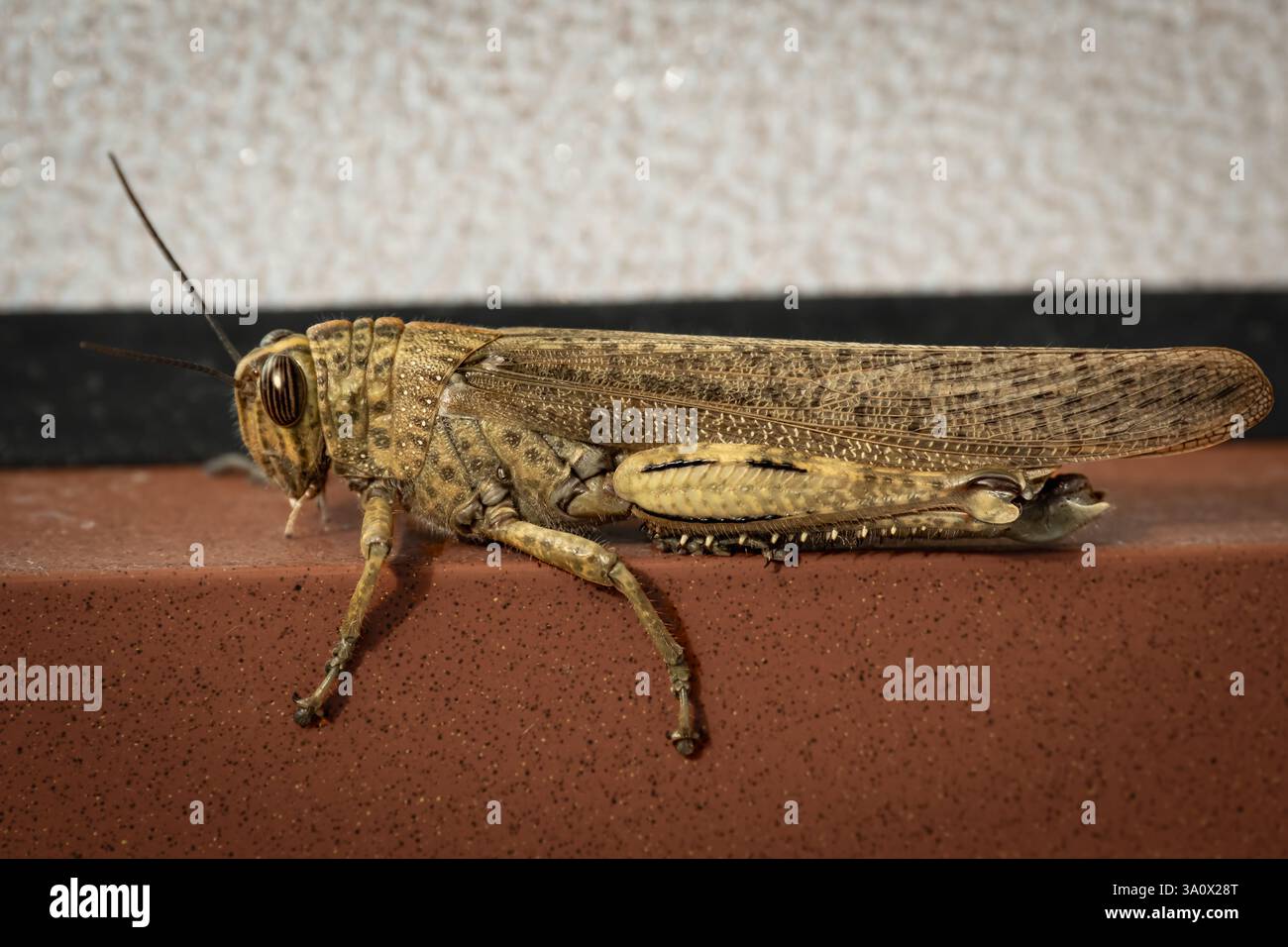 Locust dal lato in alto. Cavalletta marrone Cyrtacanthacris tatarica. La cavalletta egiziana o la locusta egiziana. Locusta del deserto Schistocerca gregari Foto Stock