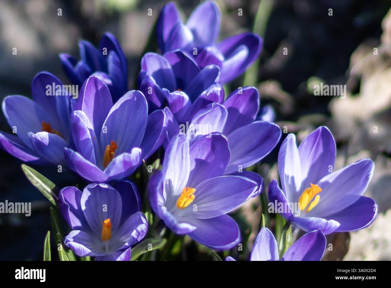 Crocchi viola al sole Foto Stock