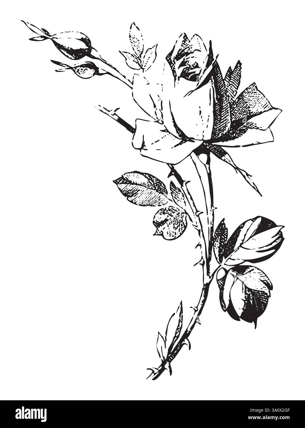 Illustrazione vettoriale in stile incisione vintage di bouquet di rose con fiori e foglie Illustrazione Vettoriale