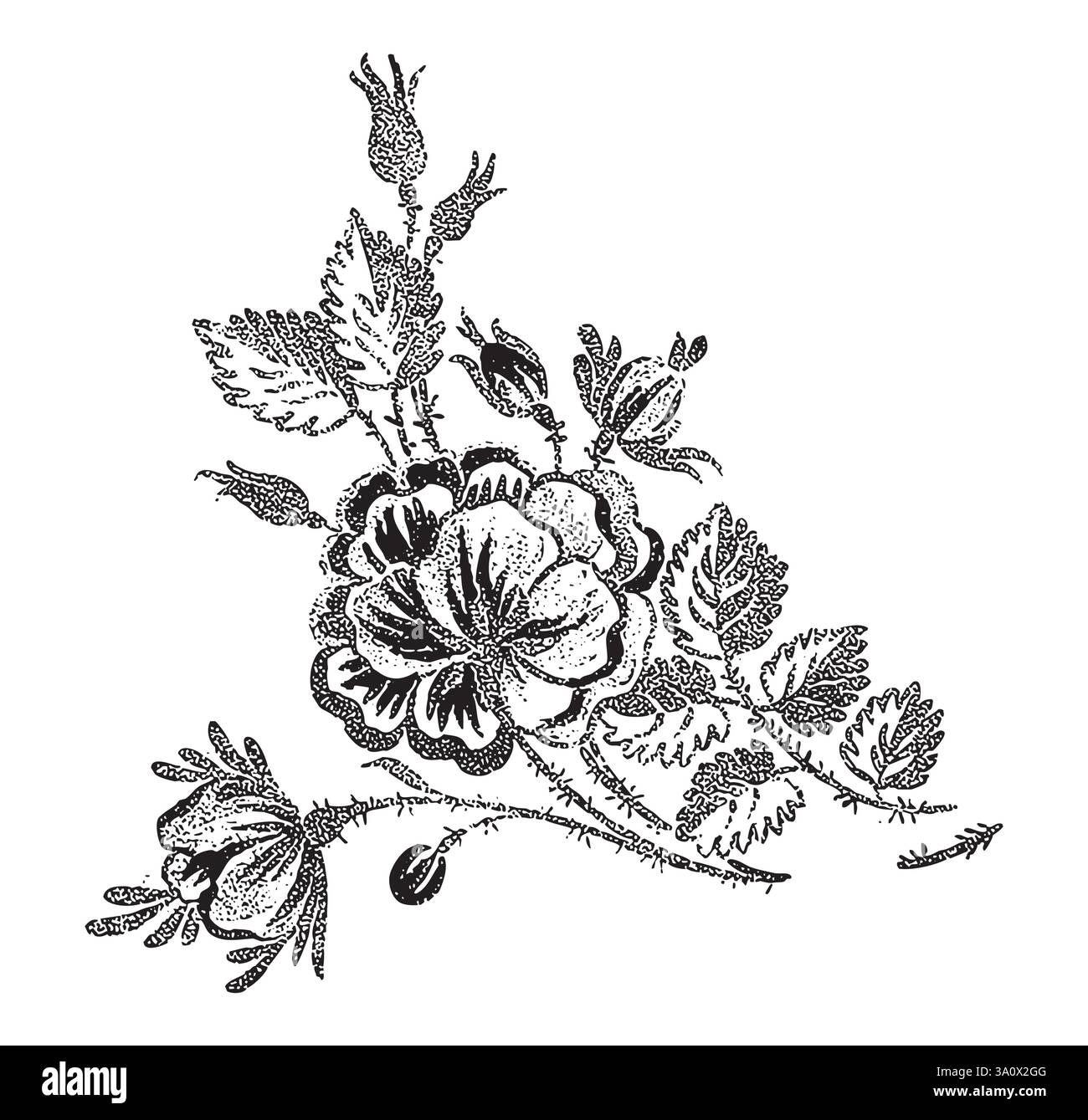 Illustrazione vettoriale in stile incisione vintage di bouquet di rose con fiori e foglie Illustrazione Vettoriale