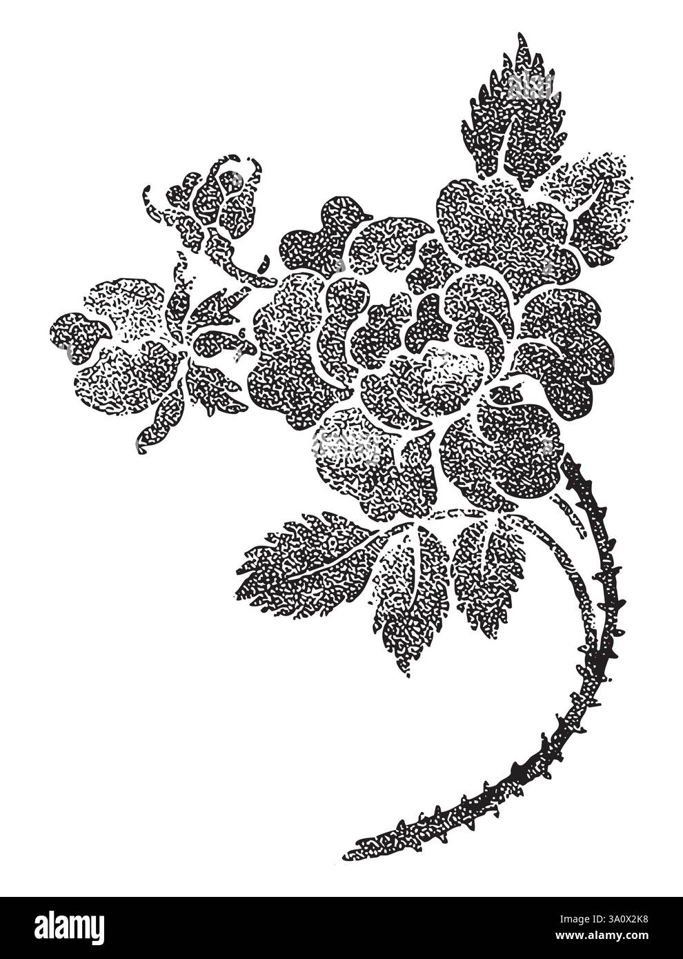 Illustrazione vettoriale in stile incisione vintage di bouquet di rose con fiori e foglie Illustrazione Vettoriale