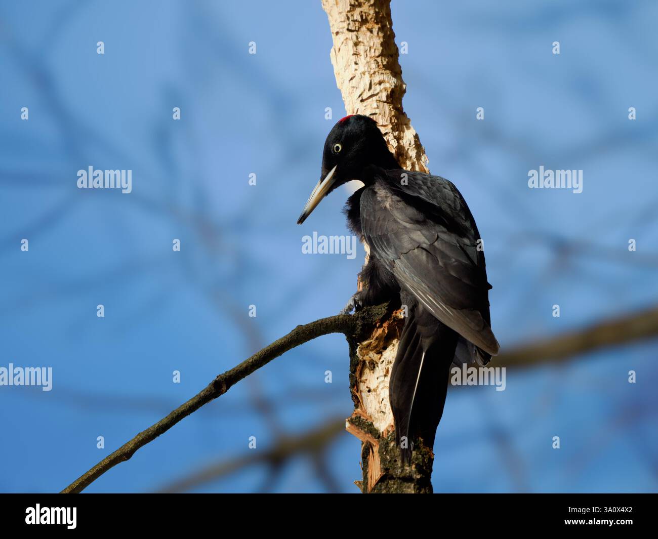 grande picchio nero seduto su un tronco di albero Foto Stock grande picchio nero seduto su un tronco di albero Foto Stock