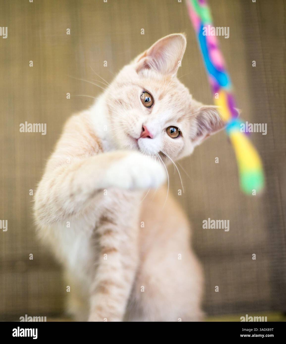 Un giovane gattino tabby shorthair che gioca con un giocattolo Foto Stock