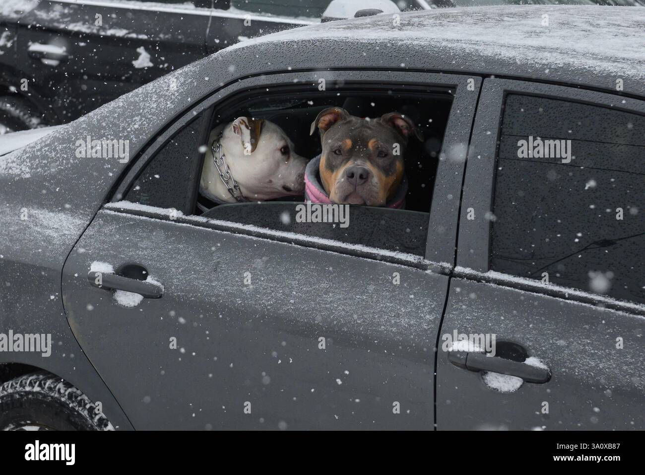 Toronto, ON, Canada - 27 febbraio 2025: Un cane con colletto rosa guarda fuori dal finestrino di un'auto innevata. Foto Stock