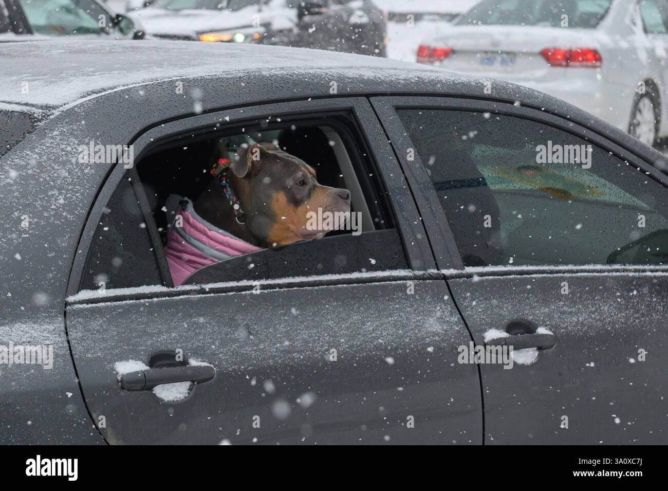 Toronto, ON, Canada - 27 febbraio 2025: Un cane con colletto rosa guarda fuori dal finestrino di un'auto innevata. Foto Stock