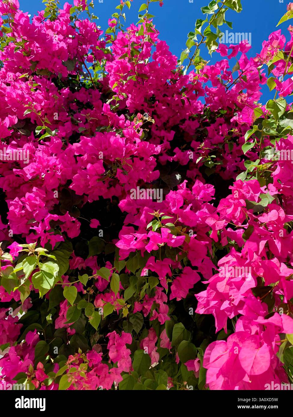 Bright Pink Vibrant Great Bougainvillea Plant - Immagine stock catturata con smartphone