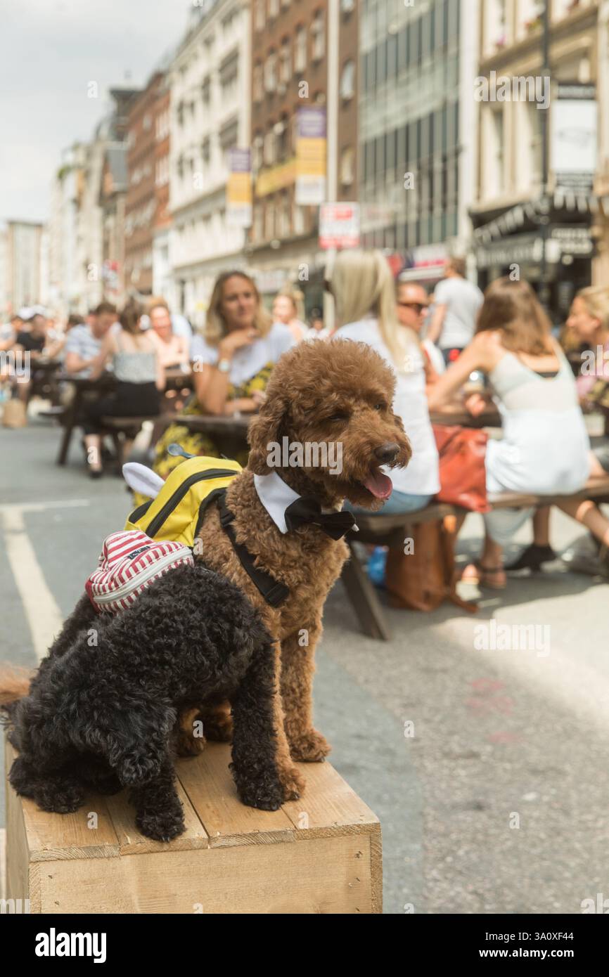 Cani in costume, probabilmente spaghetti, in una strada a Londra, l'Hatton Garden Festival. La gente cena all'aperto. Foto Stock