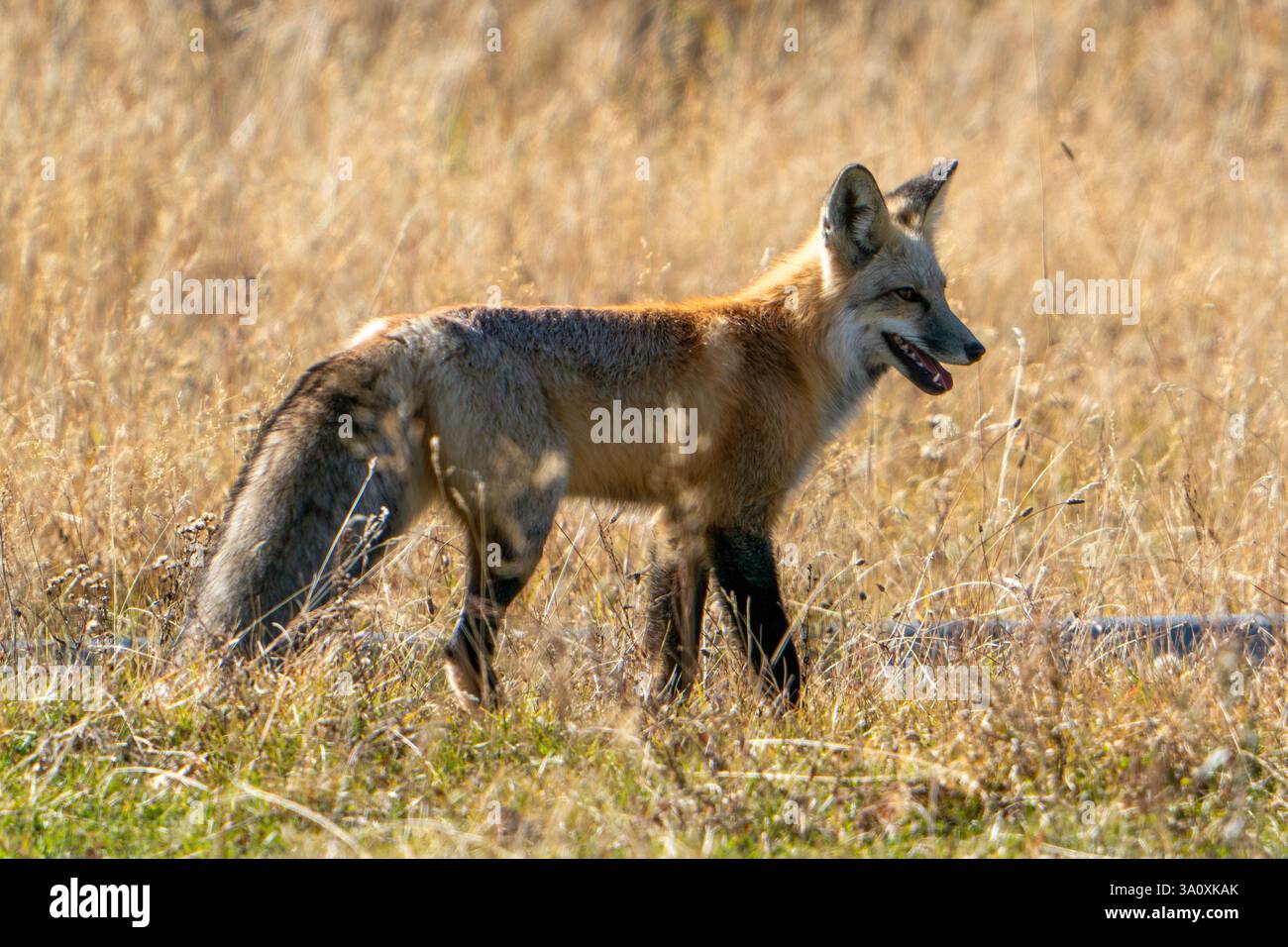 Amber Fur e Golden Grass: Red Fox nel cuore del Wyoming Foto Stock