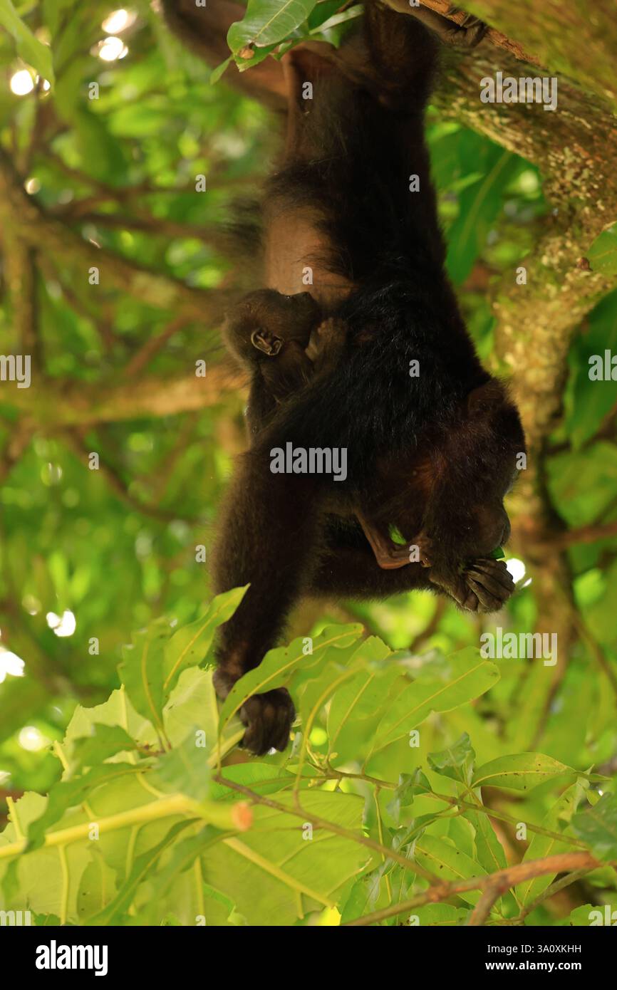 Una scimmia nera ululante (Baboon) che trasporta un bambino sull'albero nel Community Baboon Sanctuary. Villaggio di sbarco delle Bermuda. Distretto del Belize. Belize Foto Stock