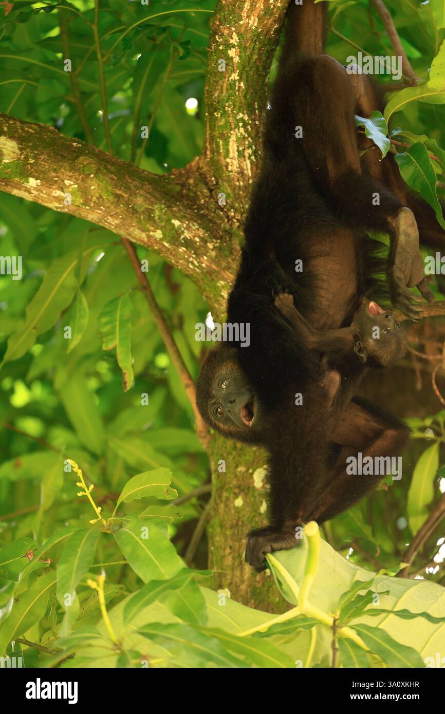 Una scimmia nera ululante (Baboon) che trasporta un bambino sull'albero nel Community Baboon Sanctuary. Villaggio di sbarco delle Bermuda. Distretto del Belize. Belize Foto Stock