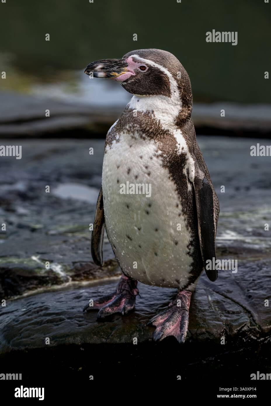 Pinguini Humboldt Foto Stock