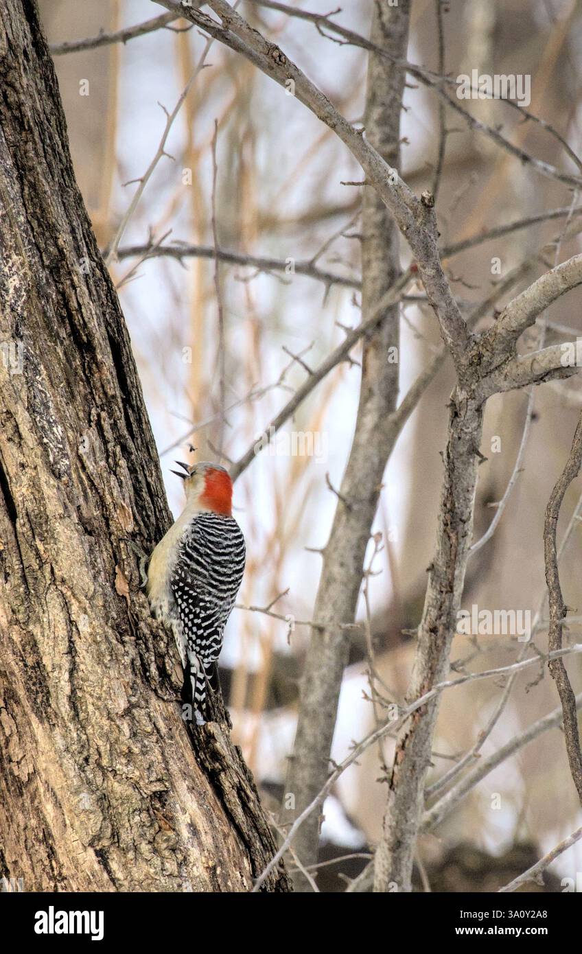 Picchio con panciotto rosso seduto su un ramo d'albero nel prospect Park brooklyn New york City Nord america stati uniti foto di fotografia naturalistica Foto Stock
