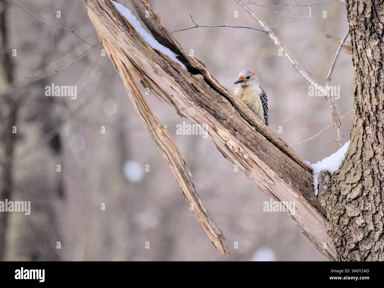 Picchio con panciotto rosso seduto su un ramo d'albero nel prospect Park brooklyn New york City Nord america stati uniti foto di fotografia naturalistica Foto Stock