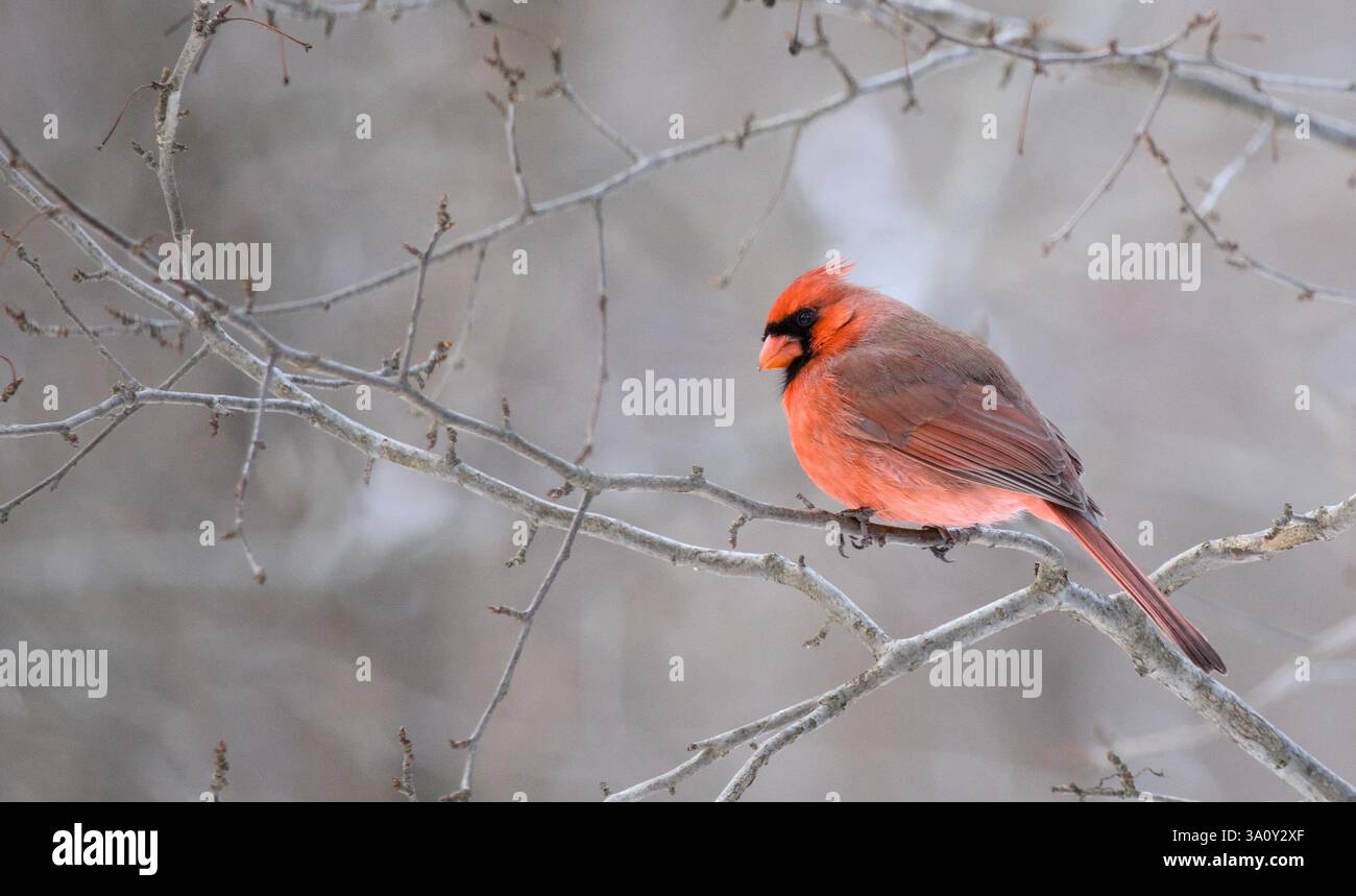 cardinale rosso su un ramo d'albero in inverno (prospect park brooklyn), uccelli animali, fauna e fauna selvatiche, teleobiettivo fotografico, bellissimo e colorato volto nero di uccello Foto Stock