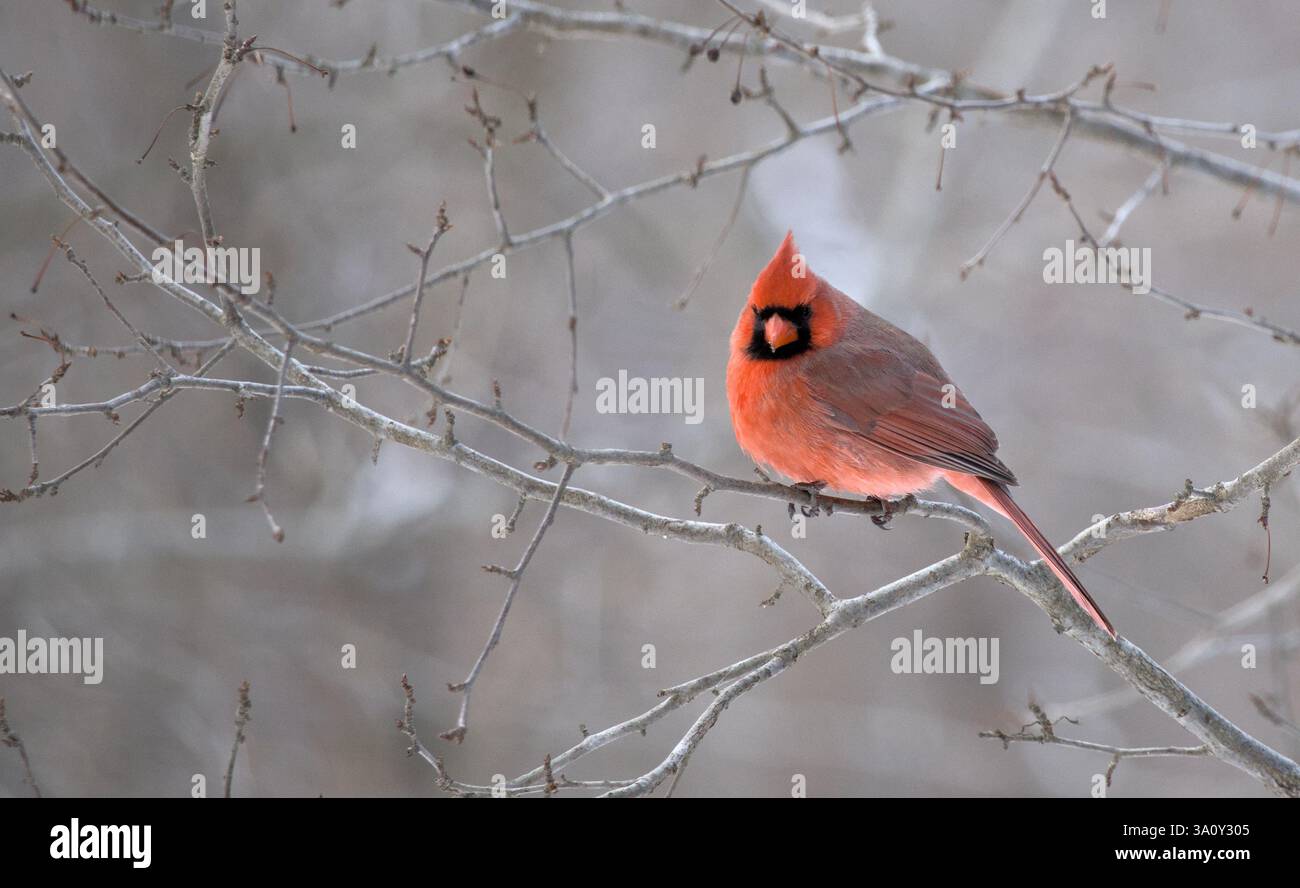 cardinale rosso su un ramo d'albero in inverno (prospect park brooklyn), uccelli animali, fauna e fauna selvatiche, teleobiettivo fotografico, bellissimo e colorato volto nero di uccello Foto Stock
