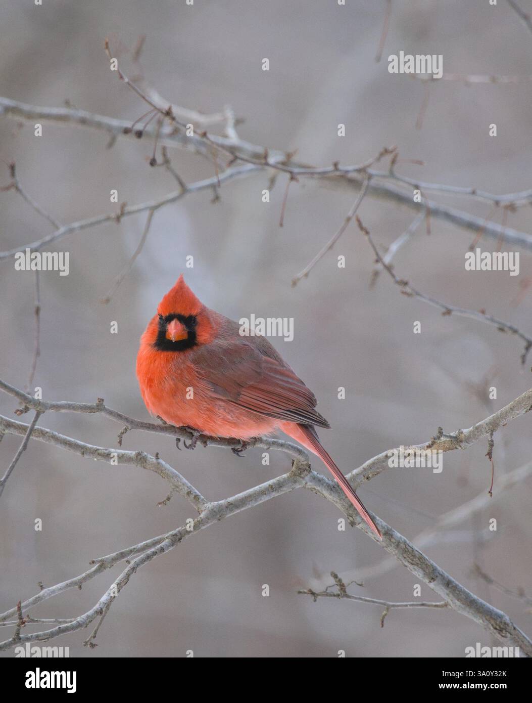 cardinale rosso su un ramo d'albero in inverno (prospect park brooklyn), uccelli animali, fauna e fauna selvatiche, teleobiettivo fotografico, bellissimo e colorato volto nero di uccello Foto Stock
