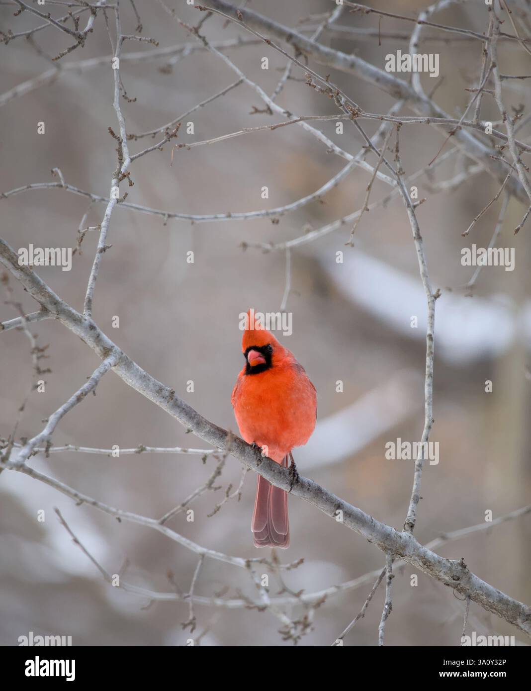 cardinale rosso su un ramo d'albero in inverno (prospect park brooklyn), uccelli animali, fauna e fauna selvatiche, teleobiettivo fotografico, bellissimo e colorato volto nero di uccello Foto Stock