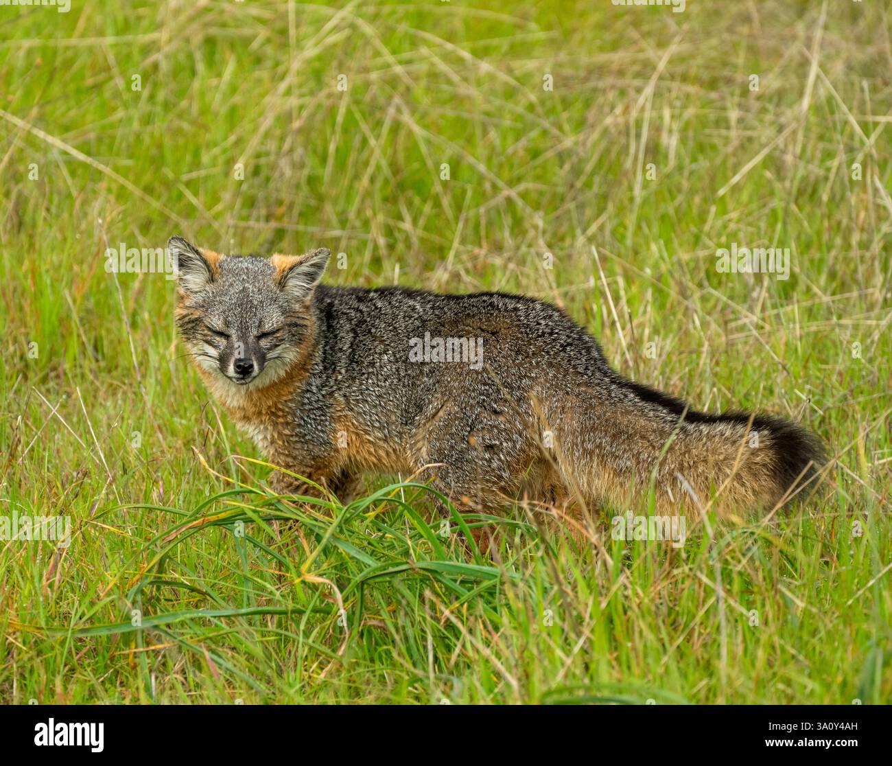 Island Fox sembra che stia strisciando in soffice erba Foto Stock