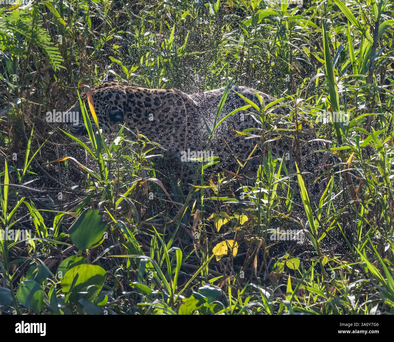 Un giaguaro, Panthera onca, scuote l'acqua dalla sua pelliccia dopo aver nuotato in un fiume nella regione settentrionale del Pantanal in Brasile Foto Stock