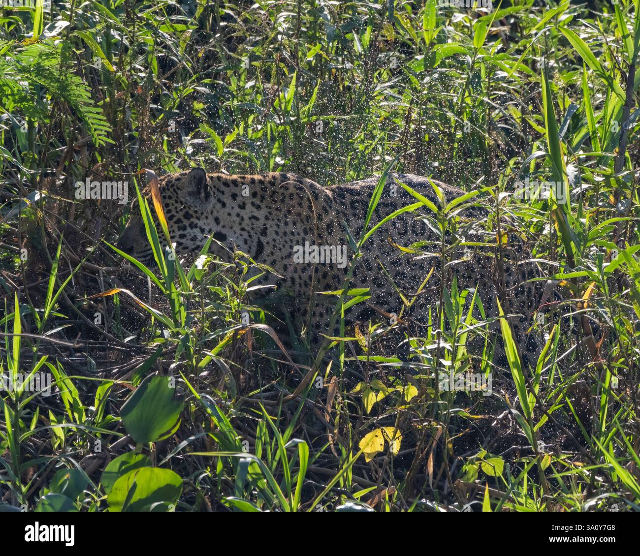 Un giaguaro, Panthera onca, scuote l'acqua dalla sua pelliccia dopo aver nuotato in un fiume nella regione settentrionale del Pantanal in Brasile Foto Stock