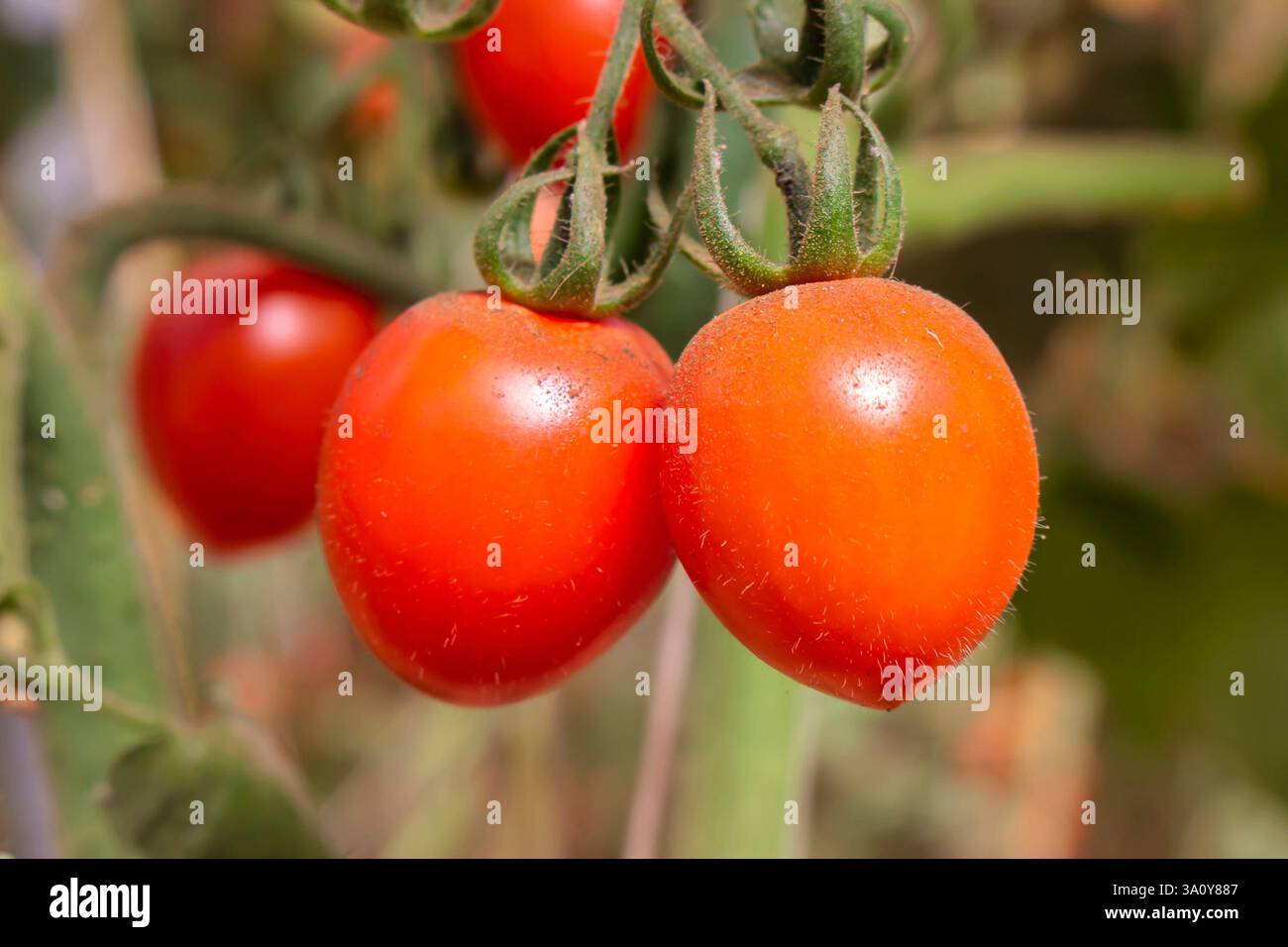 Pomodori maturi in una fattoria di da Lat, Lam Dong, Vietnam. Progetto di agricoltura pulita Foto Stock