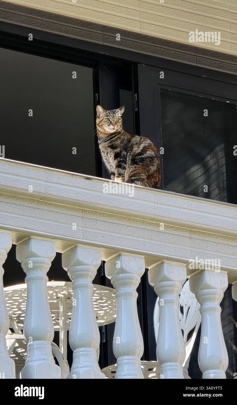 Un gatto curioso che si gode la vista dalla sua casa sull'isola di Lamma, Hong Kong. Foto Stock