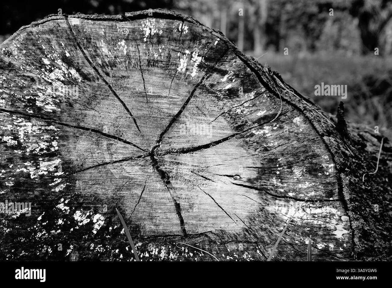 Astratto, primo piano di sega testurizzata tagliato vecchio tronco di un vecchio albero. Immagine in bianco e nero della natura, Howrah, Bengala Occidentale, India. Foto Stock