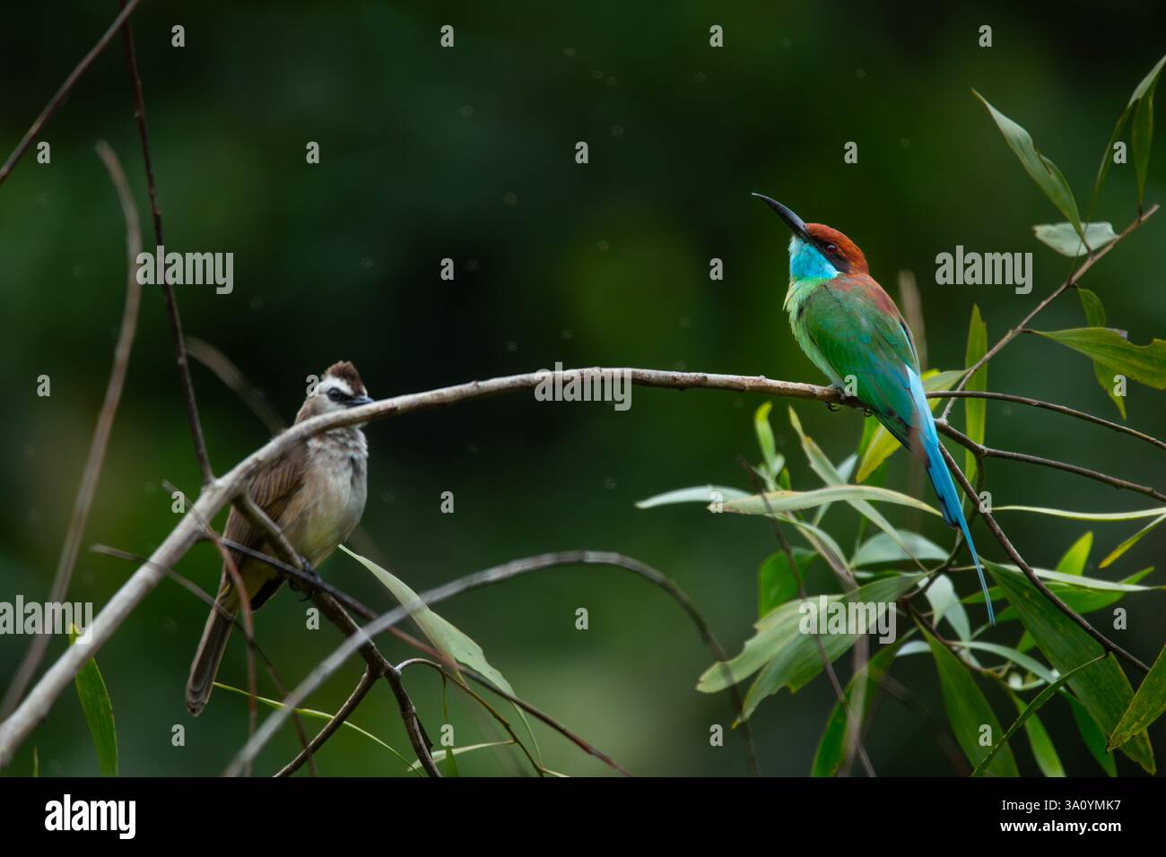Il mangiapezzi dalla gola blu (Merops viridis) si aprono insieme a un bulbul con sfiato giallo su uno stesso ramo, con supporto bokeh naturale Foto Stock