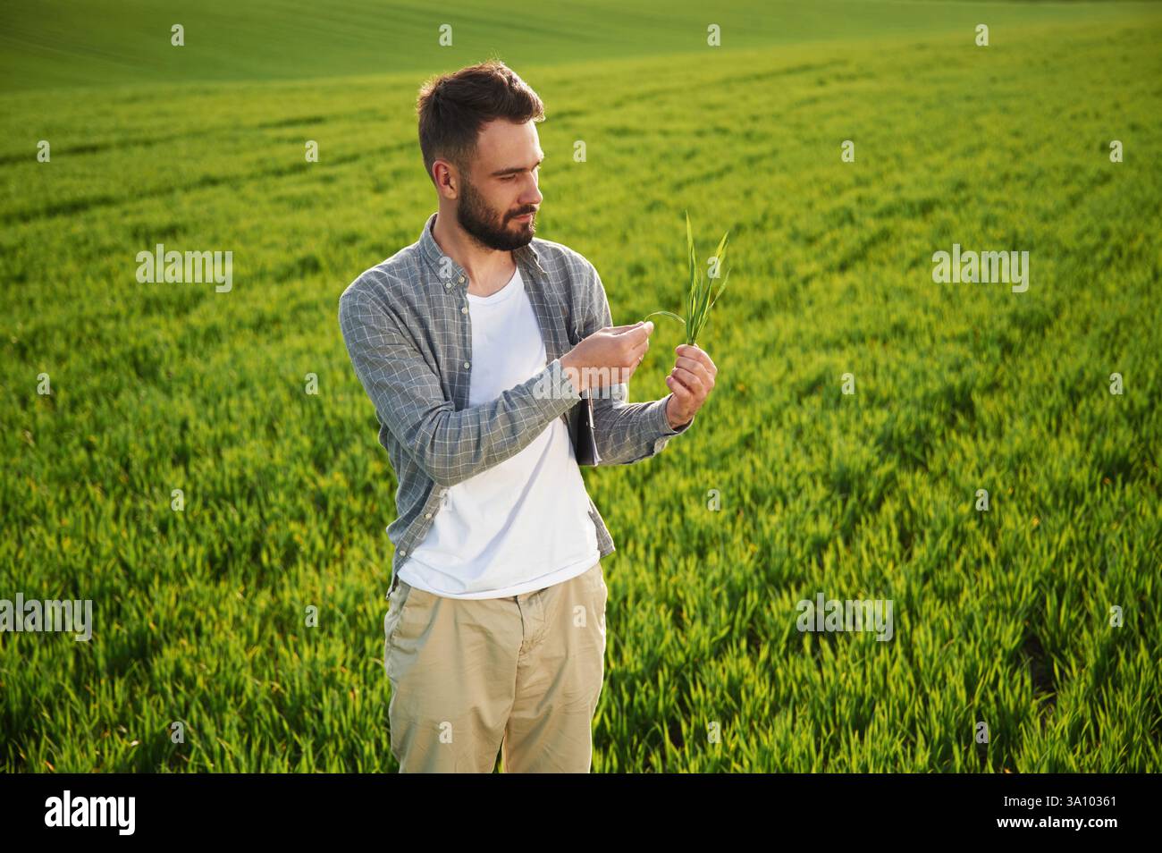 Tenere il frumento. Bel giovane uomo è in campo agricolo. Foto Stock