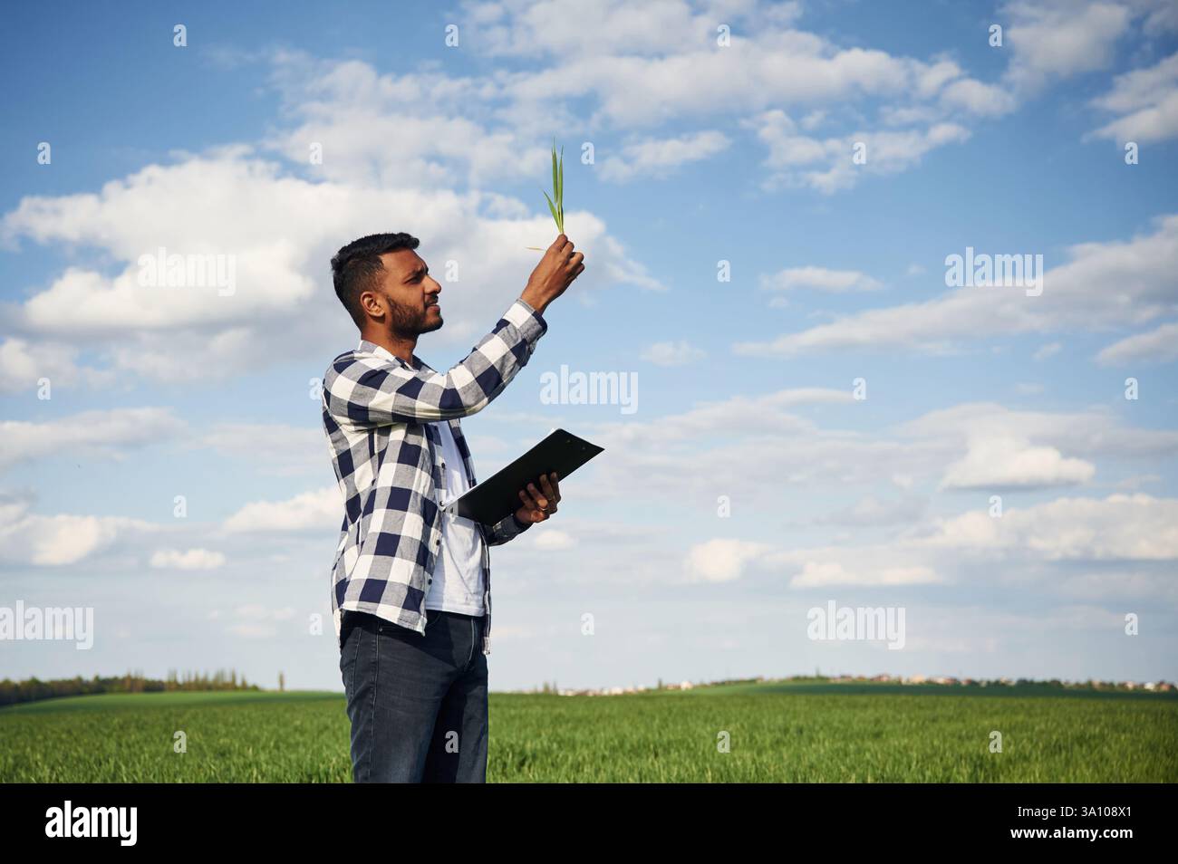 Vista laterale, contenimento della diramazione del grano. Bell'indiano è sul campo agricolo. Foto Stock