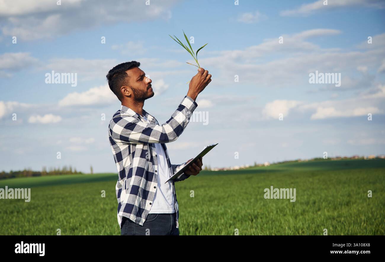 Vista laterale, contenimento della diramazione del grano. Bell'indiano è sul campo agricolo. Foto Stock
