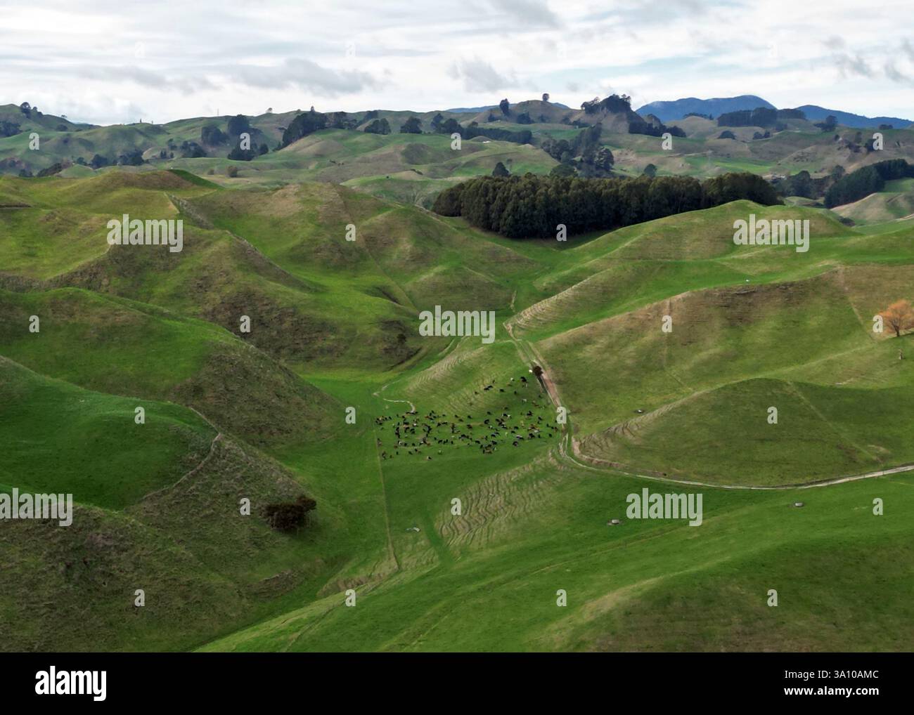 Colline ondulate per l'allevamento lattiero-caseario a Waikato, nuova Zelanda Foto Stock