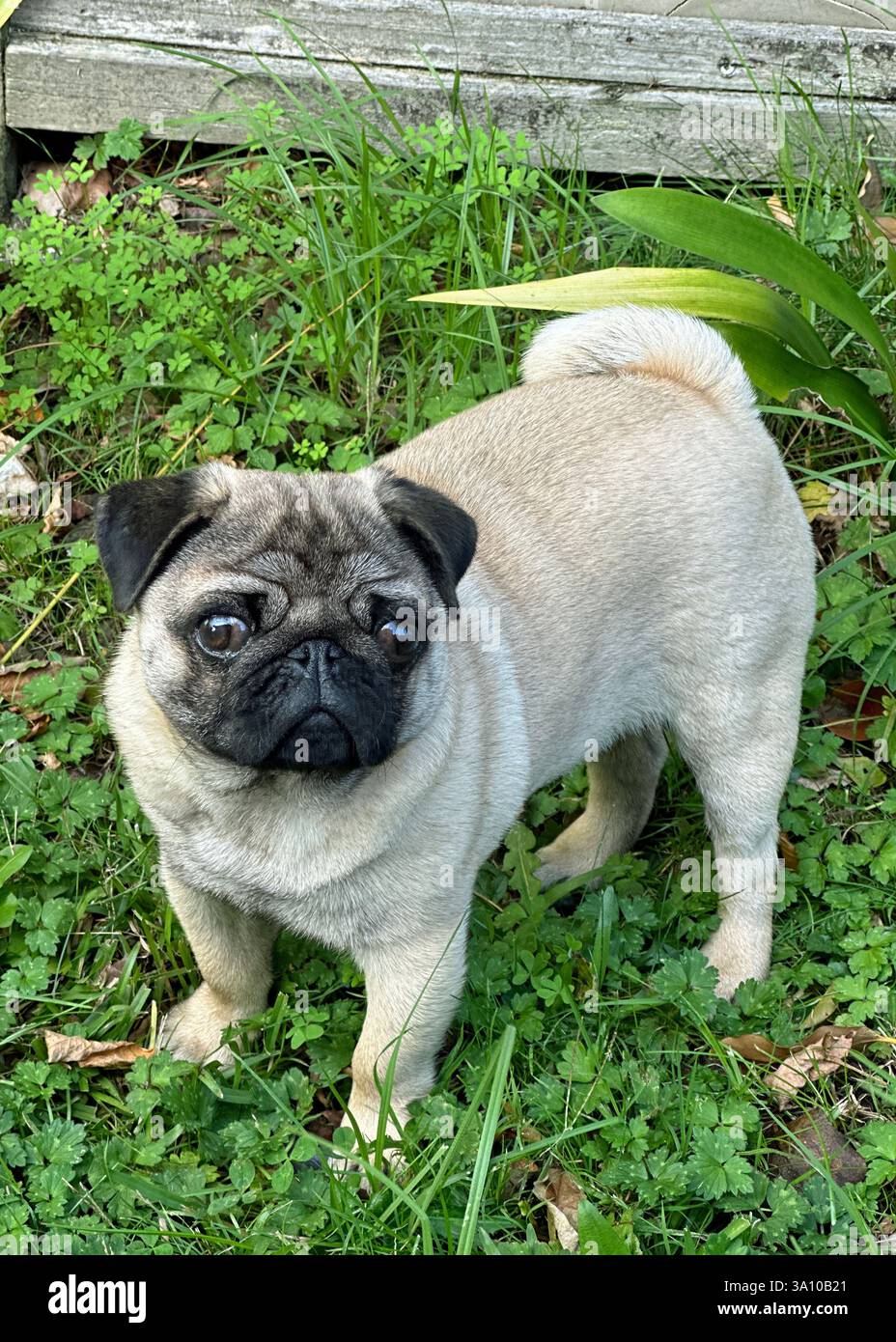 Un anno fa, Pug Dog in piedi nell'erba Foto Stock