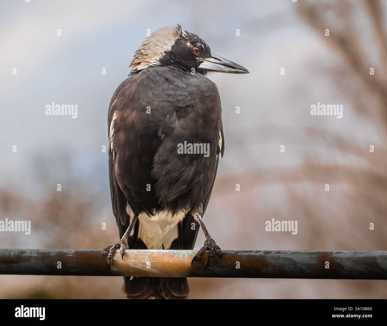 vecchio vecchio magpie seduto sulla clothesline Foto Stock