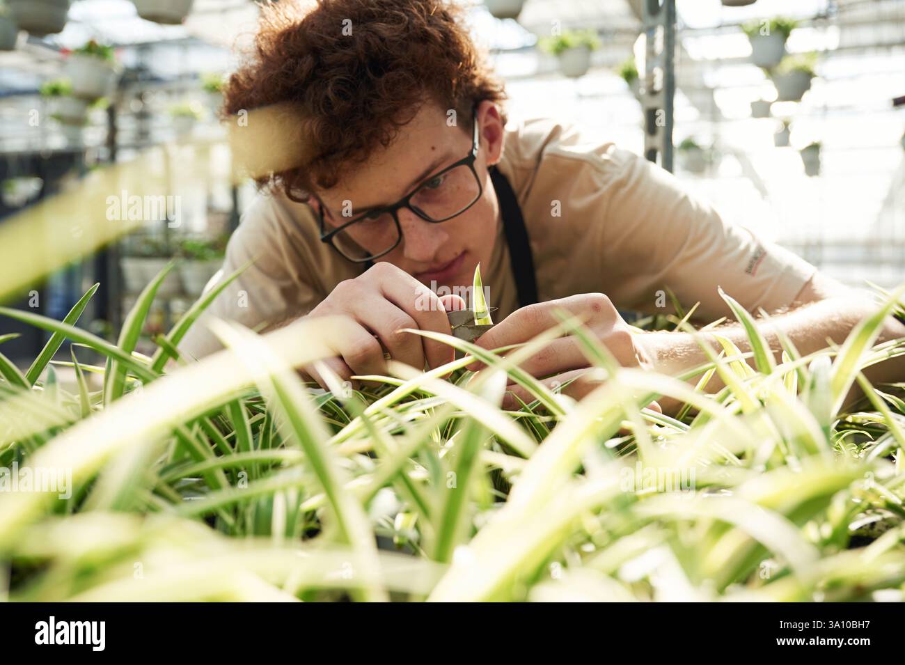 Concezione della fioritura. Prendersi cura delle piante. Il giovane uomo con i capelli ricci e con gli occhiali è in serra. Foto Stock