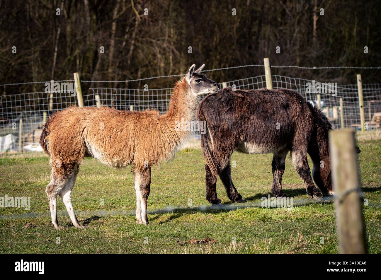 Niente lama drammatica Foto Stock