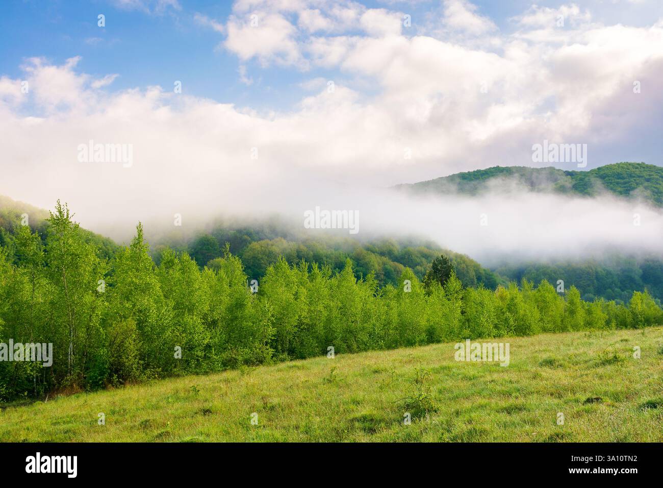 nebbia nel paesaggio montano dei carpazi. splendida campagna nella valle del distretto di perechyn in primavera. campo di fieno verde e foresta sulla lontana collina i. Foto Stock