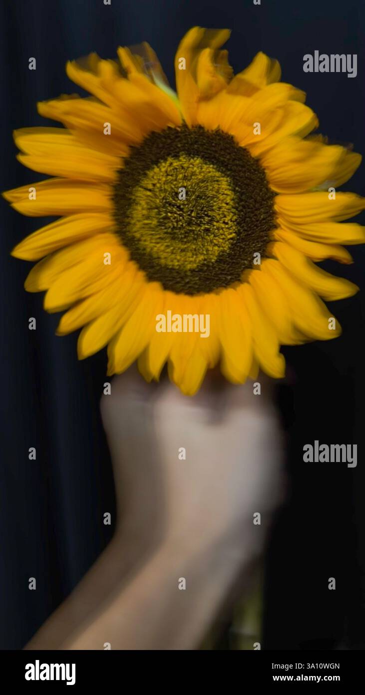 Immagine artistica verticale di un girasole con movimento intenzionale sfocatura. I petali sfocati creano un effetto astratto unico su un dorso nero profondo Foto Stock