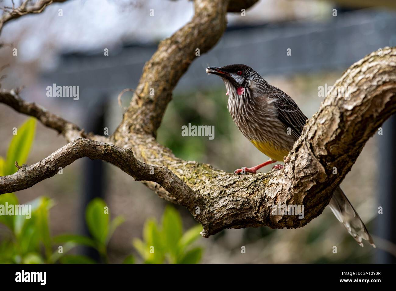 Un uccello rosso (Anthochaera carunculata) si trova nelle foreste, nei boschi e nei giardini, dove protegge le piante portatrici di cibo da altri mangiatori di miele Foto Stock