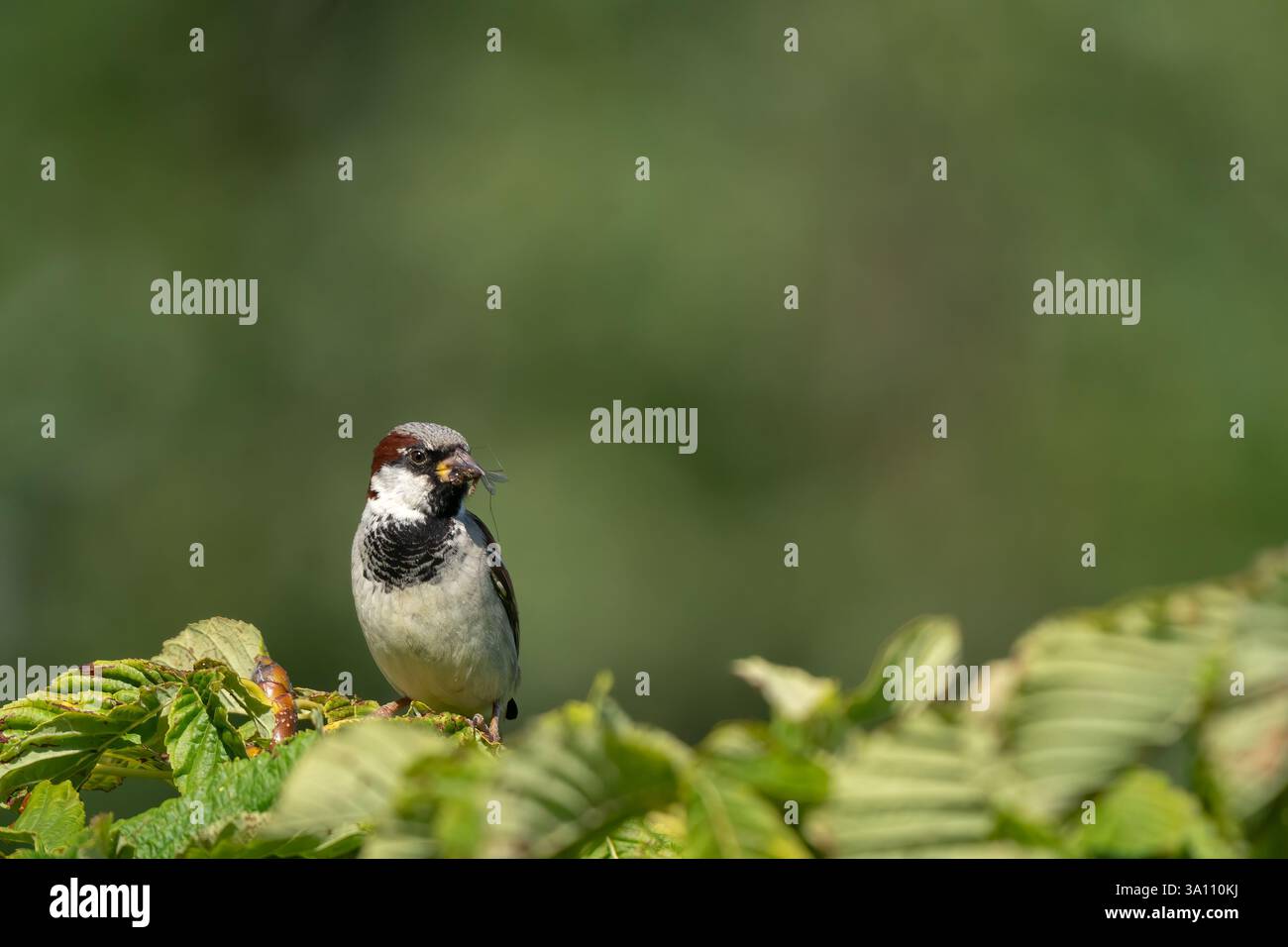 Un passero di casa maschile (Passer domesticus), con diversi insetti nel becco per i suoi bambini, sulla cima di un castagno. Sfondo sfocato. Copia spazio Foto Stock