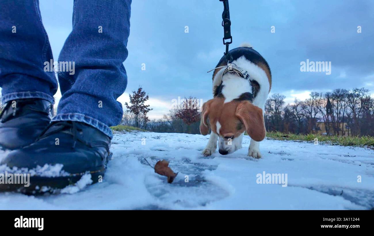 Cane al guinzaglio durante una passeggiata con il suo padrone. Camminare con un cane su un sentiero innevato. Il cane sniffa la neve Foto Stock