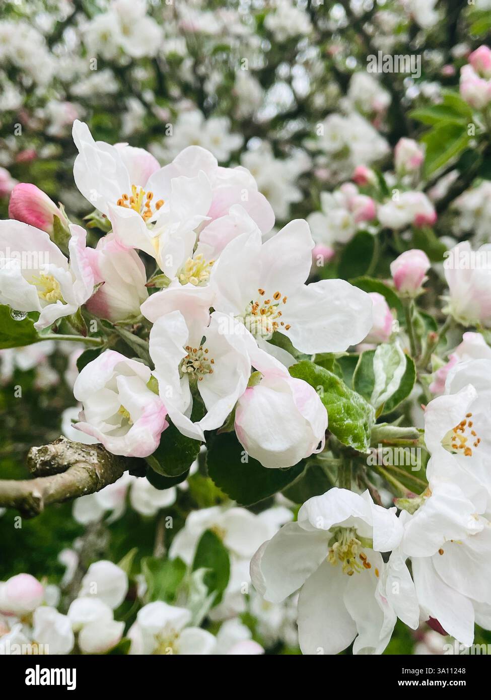 Primo piano di delicati fiori di mele bianche con un pizzico di rosa, fiorenti alla luce del sole primaverile. Splendida esposizione floreale. - Immagine stock catturata con smartphone