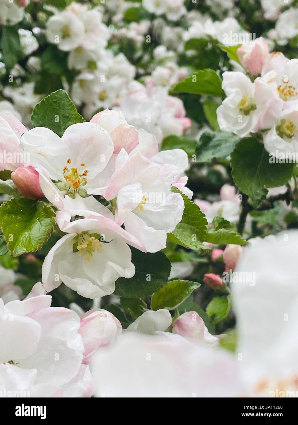 Primo piano di delicati fiori di mele bianche con un pizzico di rosa, fiorenti alla luce del sole primaverile. Splendida esposizione floreale. - Immagine stock catturata con smartphone