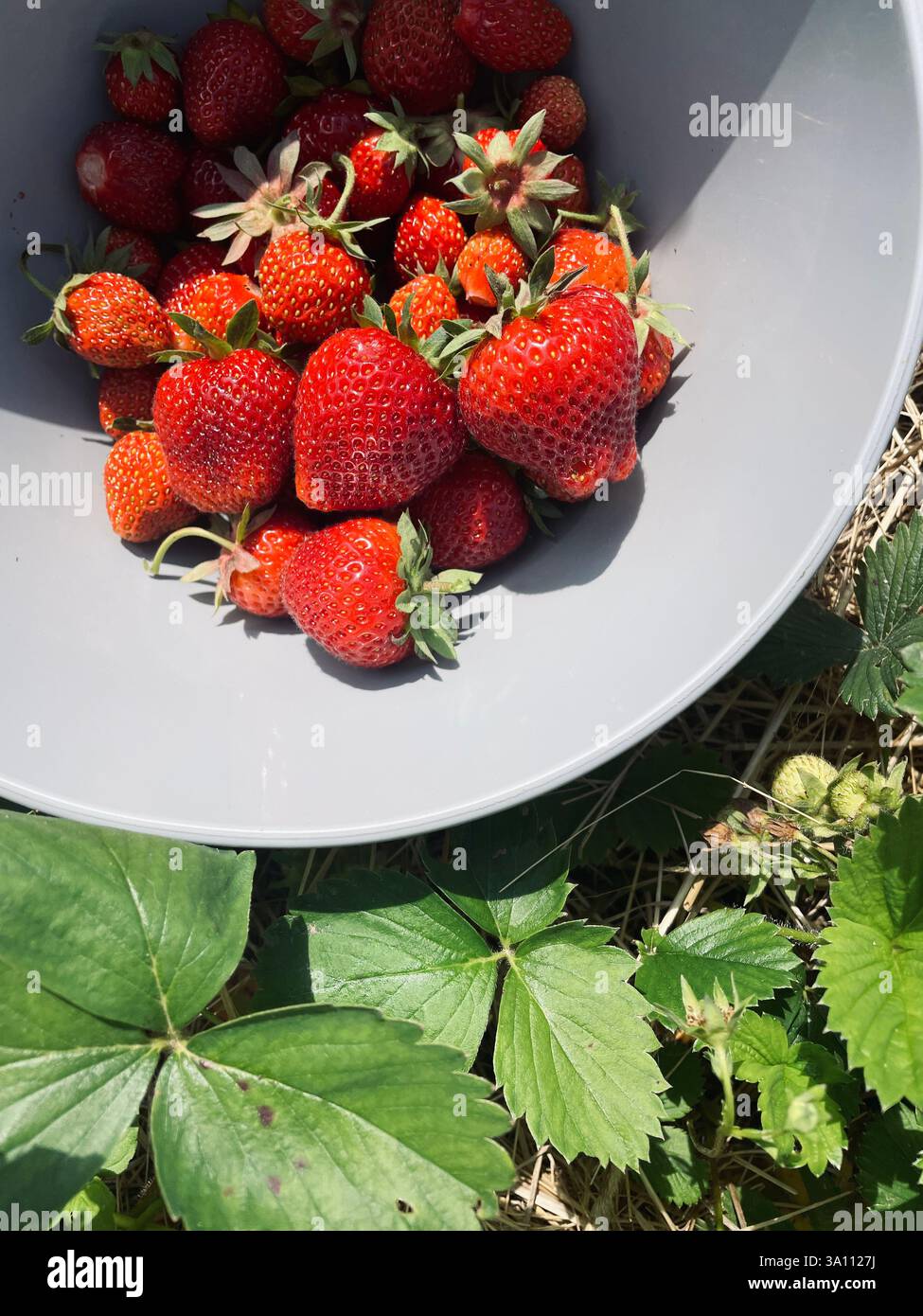 Una ciotola traboccante di fragole rosse appena raccolte si trova in mezzo a foglie verdi lussureggianti, pronte per essere gustate. - Immagine stock catturata con smartphone
