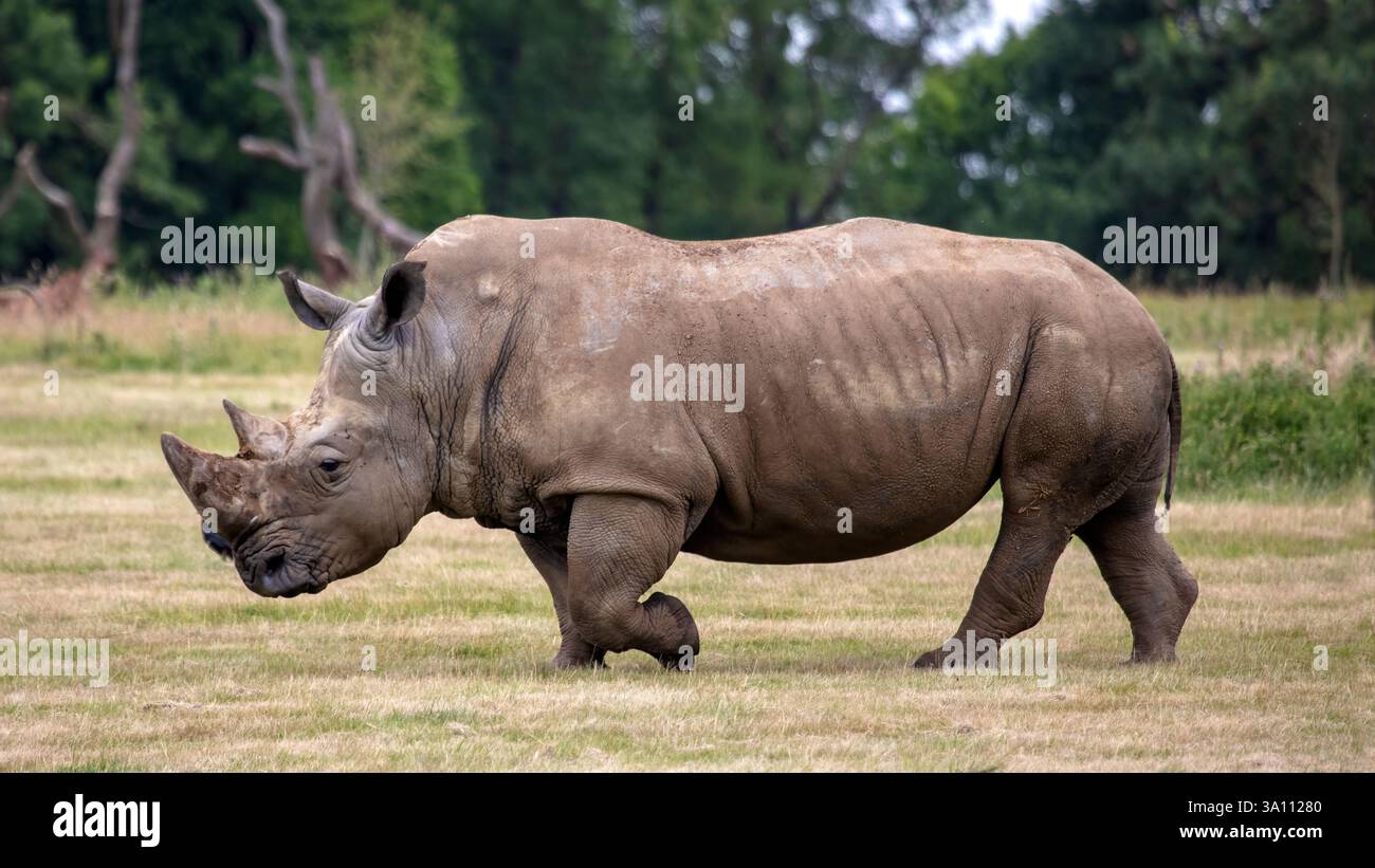 Rinoceronte bianco meridionale, Ceratotherium simum simum, passeggiata Foto Stock