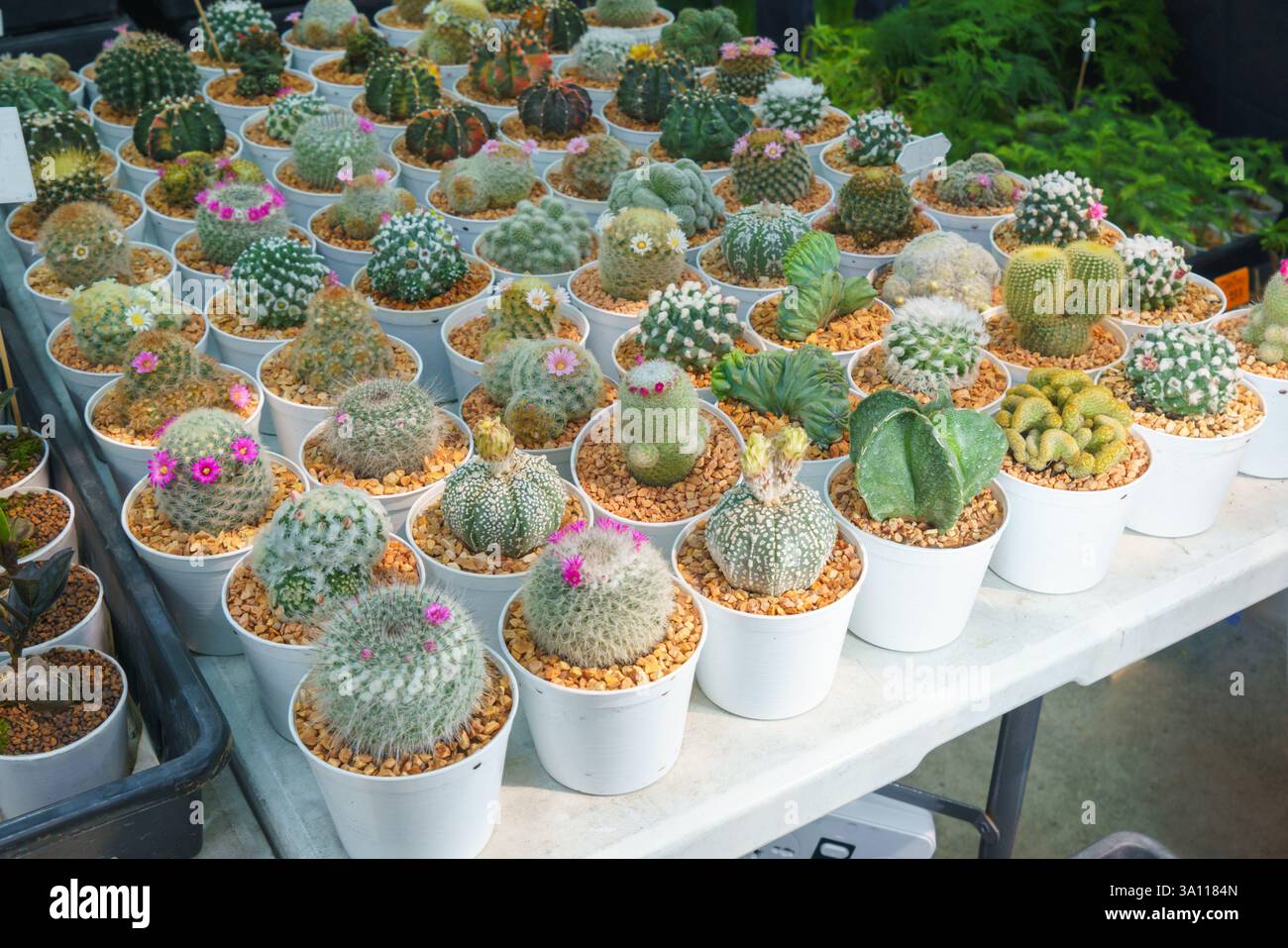 Uno scatto ravvicinato di vari cactus in vasi bianchi abbinati, ognuno con forme uniche, spine e piccoli fiori vivaci. Foto Stock Uno scatto ravvicinato di vari cactus in vasi bianchi abbinati, ognuno con forme uniche, spine e piccoli fiori vivaci. Foto Stock