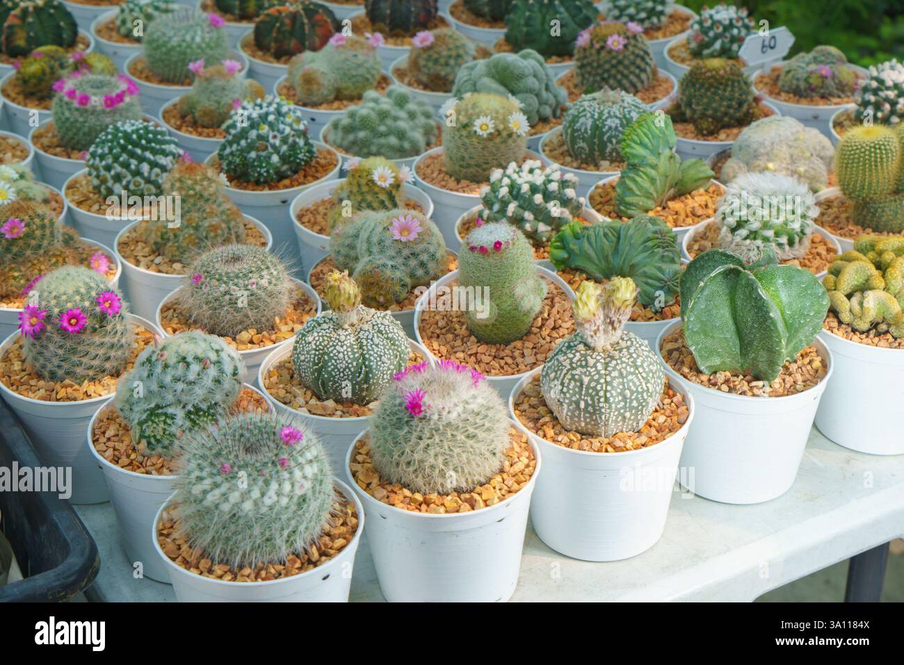 Uno scatto ravvicinato di vari cactus in vasi bianchi abbinati, ognuno con forme uniche, spine e piccoli fiori vivaci. Foto Stock Uno scatto ravvicinato di vari cactus in vasi bianchi abbinati, ognuno con forme uniche, spine e piccoli fiori vivaci. Foto Stock