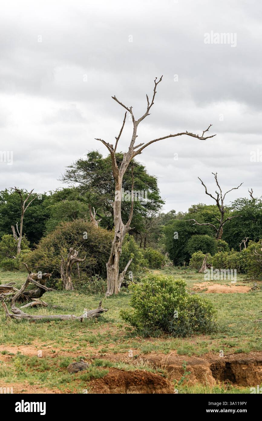 Albero morto nella savana africana. Paesaggio di savana Foto Stock