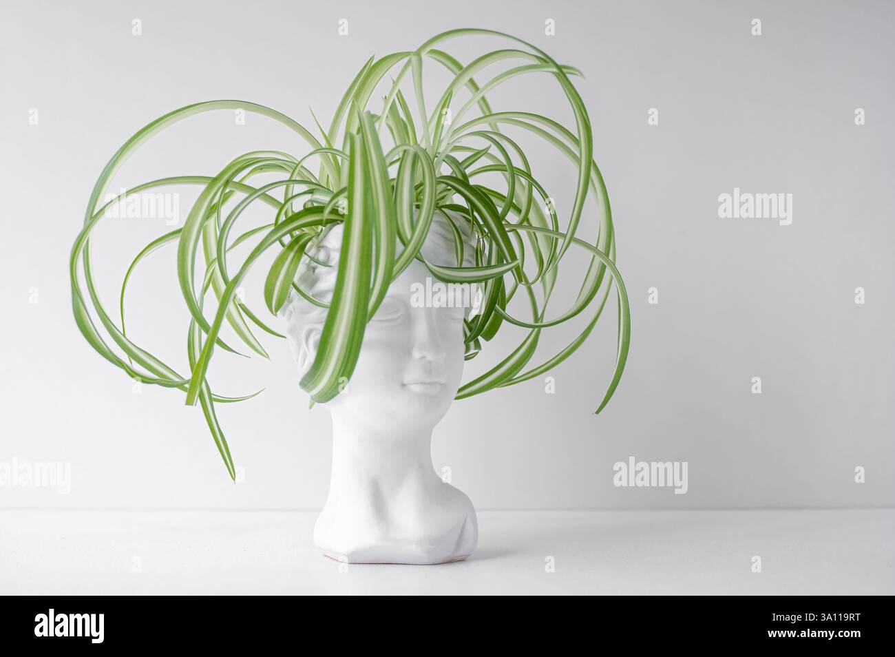 Una pianta unica per piante da interno a forma di testa antica. Primo piano. Foto Stock